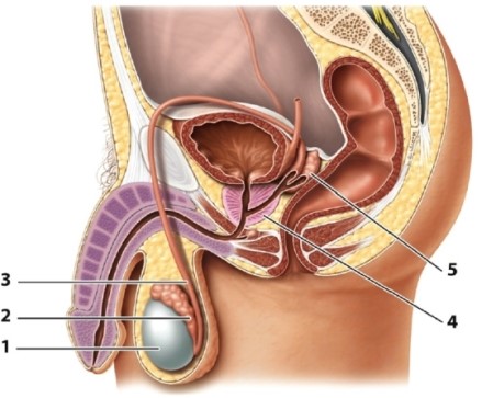 Identify the structure indicated by the number 2 in the figure below.   A) epididymis B) seminal vesicle C) testis D) vas deferens E) prostate gland