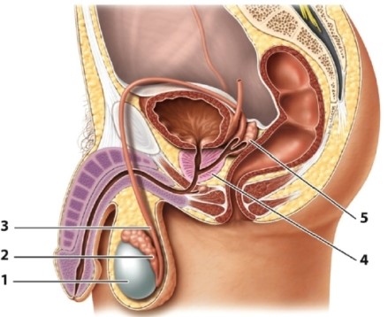 Identify the structure indicated by the number 3 in the figure below.   A) epididymis B) seminal vesicle C) testis D) vas deferens E) prostate gland