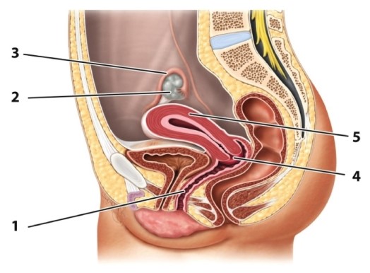 Identify the structure indicated by the number 1 in the figure below.   A) uterus B) cervix C) vagina D) ovary E) fallopian tube or oviduct