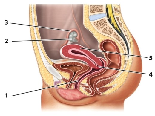 Identify the structure indicated by the number 2 in the figure below.   A) uterus B) cervix C) vagina D) ovary E) fallopian tube or oviduct