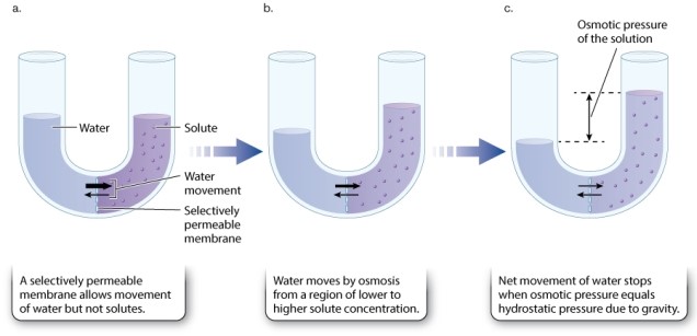 Examine Figure 41.1. As water flows into the region with high solute concentration, it exerts an opposing force called _____ pressure, which eventually prevents additional water from moving into the compartment, bringing the system into equilibrium.  