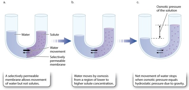 Examine Figure 41.1. Which of the following BEST describes conditions at equilibrium?   A)No water molecules are moving across the barrier between the two compartments. B)A net movement of water molecules continues to add water to the right-hand compartment. C)A net movement of water molecules begins to add water to the left-hand compartment. D)Water molecules move randomly across the barrier with no net addition of water to either side. E)None of the answer options is correct.
