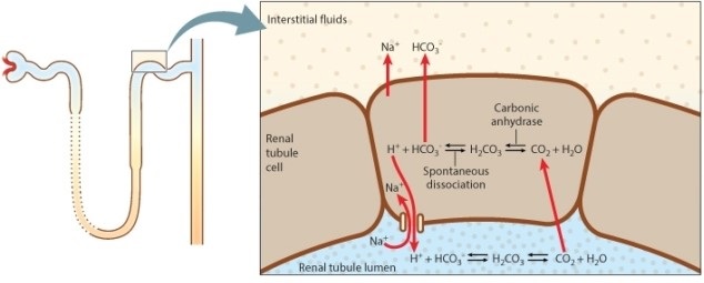 One of the roles of the kidneys is to help buffer body fluids, to keep fluids from becoming too acidic or too basic. The cells of the renal tubule wall secrete H<sup>+</sup> into the tubule lumen, and absorb bicarbonate, passing it into the tissue fluid. Consider the reaction catalyzed by the enzyme carbonic anhydrase, shown in the accompanying figure and below.   During heavy exercise, the reaction shifts to the right in the interstitial fluid around the nephron.