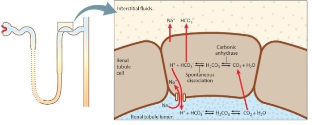One of the roles of the kidneys is to help buffer body fluids so that they are not too acidic or too basic. The cells of the renal tubule secrete H<sup>+</sup> into the tubule lumen, and absorb bicarbonate (HCO<sub>3</sub><sup>-</sup>), passing it into the tissue fluid. Consider the reaction catalyzed by the enzyme carbonic anhydrase, shown in the accompanying figure and below.   During heavy exercise, the reaction shifts to the right in the nephron (lumen of the tubule).