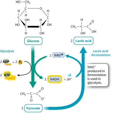 Some muscle cells are able to carry out the reaction shown in the figure below when oxygen is unavailable.   The purpose of this reaction is that, when O<sub>2 </sub>is not available: A) muscle cells use pyruvate as their main energy source. B) muscle cells use lactate as their principal energy source. C) NAD<sup>+</sup> must be regenerated for glycolysis to proceed.