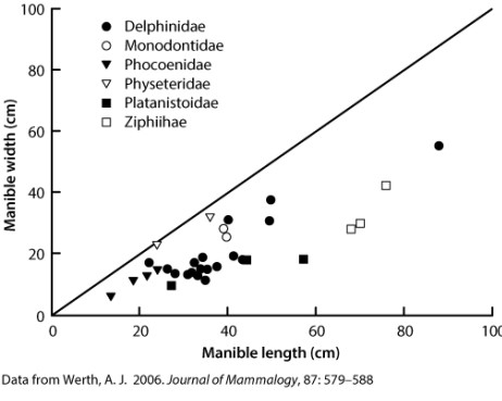 Suction feeding is an important adaptation that is seen in many aquatic organisms with jaws. The figure below shows mandible (the lower jaw bone) length versus width in several species of whale. The authors were testing the hypothesis that certain species of whales that lack jaws that extend from the skull capture prey with their jaws instead of using suction feeding. Filled symbols represent suction feeders. These data support the hypothesis of the authors.