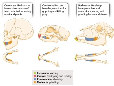 Refer to Figure 40.11 in your text. If you found a mammal skull that had large, pointed canines and relatively narrow, blade-shaped molars and premolars, you could infer that it came from an animal specialized for feeding on:   A) primarily meat. B) primarily tough plant material. C) primarily soft plant material, such as fruit. D) a combination of meat and tough plant material. E) a combination of meat, soft plant material such as fruit, and tough plant material.