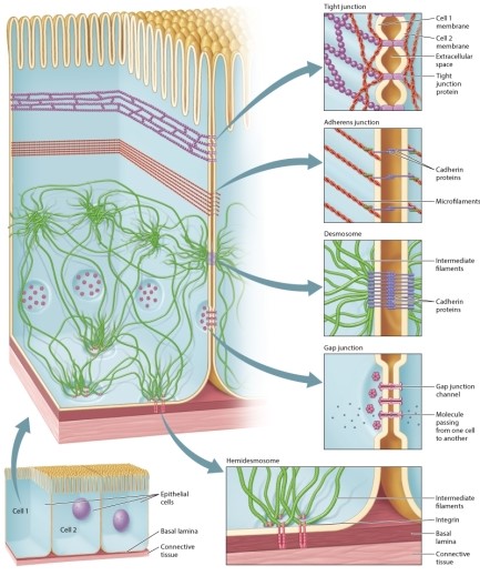 Referring to Figure 10.14, identify which type of cell-cell interaction is most likely to force the products of digestion to be absorbed across microvilli of intestinal cells rather than allowing them to leak between cells.   A) gap junctions B) tight junctions C) plasmodesmata D) hemidesmosomes E) desmosomes
