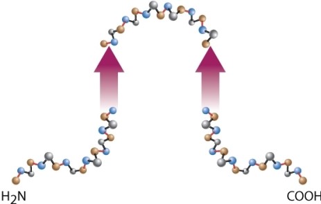What is wrong with this diagram of secondary structure in a polypeptide chain? (Hint: In the representation of <font face= symbol >?</font> sheets as paired arrows, the convention is that the amino end is at the base of the arrow and the carboxyl end is at the tip.)      A) It has an amino end and a carboxyl end. B) The directionality of the polypeptide chain reverses orientation between the arrows representing a <font face= symbol >?</font> sheet. C) <font face= symbol >?</font> sheets cannot form when the arrows are pointed in the same direction. D) Nothing is wrong with the diagram.