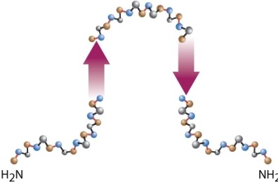 What is wrong with this diagram of secondary structure in a polypeptide chain?     A) It has two amino ends. B) The directionality of the polypeptide chain reverses orientation between the arrows representing a <font face= symbol >?</font> sheet. C) <font face= symbol >?</font> sheets cannot form when the arrows are pointed in opposite directions. D) Nothing is wrong with the diagram.