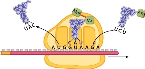 Examine the figure below, which depicts on stage in the process of translation in a eukaryote.       What happens next?  A)A polypeptide bond is formed between the arginine and the methionine, transferring the arginine to the P site. B)A polypeptide bond is formed between the arginine and the valine, transferring the arginine to the P site. C)A polypeptide bond is formed between the arginine and the valine, transferring the polypeptide to the A site. D)A polypeptide bond is formed between the arginine and the methionine, transferring the polypeptide to the A site.