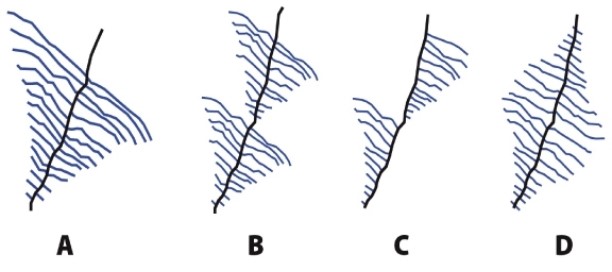 Which of the diagrams below shows what one would see in the electron microscope during the transcription of a polycistronic bacterial operon that codes for two proteins?   A) A B) B C) C D) D