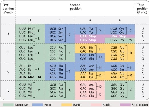 If the RNA transcript resulting from the DNA sequence above is present in the mRNA and translated codon by codon from one end to the other, which of the following polypeptides would correspond to this part of the mRNA? (Use Table 4.1 to answer this question.)    A) NH<sub>2</sub> - Met-Ile-Gly-Ser-Ile-His -COOH B) NH<sub>2</sub> - Tyr-Leu-Ala-Arg-Lue-Val -COOH C) COOH- Met-Ile-Gly-Ser-Ile-His - NH<sub>2</sub> D) COOH- Tyr-Leu-Ala-Arg-Lue-Val - NH<sub>2</sub>
