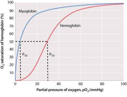 Given the properties of myoglobin shown in the O<sub>2 </sub>saturation curve below, what advantage does myoglobin confer to contracting muscles?   A) It pumps oxygen from hemoglobin in order to bind oxygen. B) It contributes to the dark color of flight muscle in birds. C) It increases the effectiveness of glycolytic muscles used in short bursts. D) It releases bound oxygen at lower pO<sub>2</sub> conditions than hemoglobin does. E) It binds oxygen at pO<sub>2</sub> values at which hemoglobin is releasing its bound O<sub>2</sub>, facilitating O<sub>2</sub> delivery to muscle mitochondria.