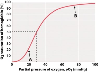 At arrow A in the accompanying graph, the hemoglobin is only 20% saturated, and at arrow B it is 97% saturated. The difference is due to the fact that:   A) oxygen binds irreversibly to hemoglobin in the lungs. B) pH differs in muscle capillaries vs. pulmonary capillaries. C) oxygen binds reversibly to hemoglobin with varying affinity due to cooperative binding.