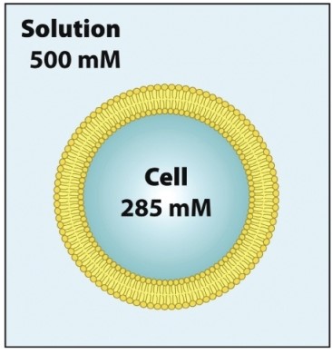 In the figure below, the cell is _____ to the solution. If the membrane is permeable to water, but not to solutes, net movement of water will be _____ the cell.   A) hypertonic: into B) hypertonic: out of C) hypotonic: into D) hypotonic; out of