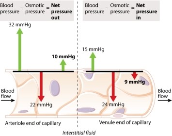The illustration below diagrams osmotic (red arrows)  and blood pressures (green arrows)  as a function of distance along a capillary. This illustration explains why:   A) diffusion of oxygen takes place in the capillaries. B) blood flow slows down in the capillaries. C) protein molecules do not leave the blood vessels. D) fluid enters the capillary at the arteriole end and leaves at the venule end. E) fluid leaves the capillary at the arteriole end and reenters at the venule end.