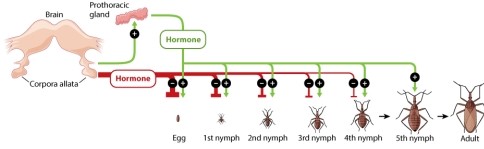 If you were to remove the prothoracic glands from the insect larva, what would you expect the results to be? The larva would:   A) molt into a larger larva. B) pupate and then emerge as a normal adult. C) never molt again.