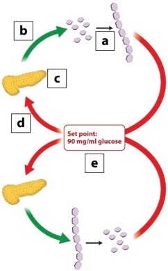 Type 1 and type 2 diabetes mellitus have different underlying causes. Type 1 diabetes is characterized by a loss of the insulin-producing cells of the pancreas, leading to insulin deficiency. Type 2 diabetes, at least in its early stages, is characterized by a loss of sensitivity to the hormone insulin by cells that normally respond to the hormone. Which step labeled in the diagram is inhibited in BOTH type 1 and type 2 diabetes (either directly or indirectly) ?   A) step a: glycogen synthesis B) step b: hormone release C) step c: sensory input to the pancreas D) step d: hormone release E) step e: glycogen hydrolysis