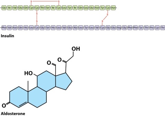 Aldosterone, in the figure below, is a hormone secreted by the adrenal cortex, and insulin is a peptide secreted by the pancreas. When aldosterone contacts a target cell, it binds to an intracellular receptor and migrates to the nucleus; insulin binds to extracellular receptors on the plasma membrane. What is the MOST likely reason for this difference?   A) Aldosterone is hydrophilic and, therefore, must enter the aqueous environment of the cytoplasm to have an effect. B) Aldosterone is lipid-soluble and, therefore, easily crosses the phospholipid bilayer of the plasma membrane. C) Aldosterone is too small to bind extracellular receptors on the plasma membrane. D) Insulin is too large to interact chemically with DNA.