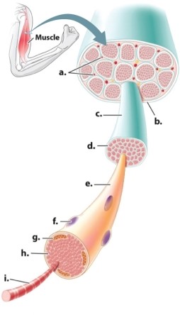 Which letter(s) in the diagram of a muscle refer(s) to an individual muscle cell?   A)letter c only B)letters c, e, f, and i C)letter e only D)letters f and i E)letter i only