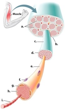 Which letter(s)  in the diagram of a muscle refer(s)  to skeletal muscle structures that are multicellular?   A) letter c only B) letters a, c, e, f, and i C) letters a, b, c, and d D) letters f, g, h, and i E) letter i only
