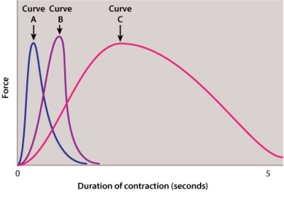 Which of the following curves in the figure labeled below would represent a single uterine contraction in response to oxytocin?   A) curve A B) curve B C) curve C
