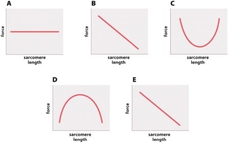 Which of the following graphs best depicts the relationship between the amount of isometric force (y-axis)  produced by a muscle fiber and sarcomere length (x-axis) ?   A) graph A B) graph B C) graph C D) graph D E) graph E