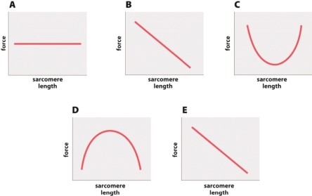 Which of the following graphs best depicts the relationship between the amount of overlap between actin and myosin (y-axis)  and sarcomere length (x-axis) ?   A) graph A B) graph B C) graph C D) graph D E) graph E