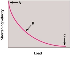 Consider the figure below. Which of the points represents the ratio of shortening velocity to load at which the load on the muscle is equal to the force, or tension, the muscle is able to achieve?   A) point A B) point B C) point C