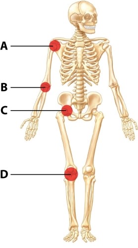 Which structure is the type of joint that allows the GREATEST freedom of motion?   A) structure A B) structure B C) structure C D) structure D