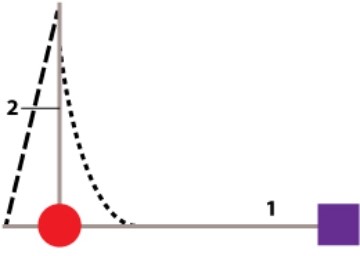 The diagram below is a lever system. The purple box is the load; the red circle is a hinge joint. The dotted and dashed lines are artificial muscles, or actuators. The solid lines are skeletal elements, labeled #1 and #2. The muscles shown are _____; the dotted line is the _____ and dashed line is the _____. A) antagonists; extensor; flexor B) protagonists; flexor; extensor C) antagonists; flexor; extensor D) protagonists; extensor; flexor