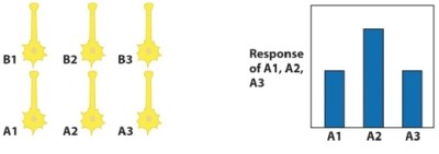 Three different cells<font face= symbol ></font>A1, A2, and A3<font face= symbol ></font>are activated to different extents by a sensory input, as shown in the graph below.   If lateral inhibition from neurons A1-3 to B1-3 were added to the network below, which pattern of activity is expected in cells B1, B2, and B3?   A) graph a B) graph b C) graph c D) graph d