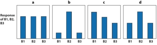 Three different cells<font face= symbol ></font>A1, A2, and A3<font face= symbol ></font>are activated to different extents by a sensory input, as shown in the graph below.   If lateral inhibition from neurons A1-3 to B1-3 were added to the network below, which pattern of activity is expected in cells B1, B2, and B3?   A) graph a B) graph b C) graph c D) graph d