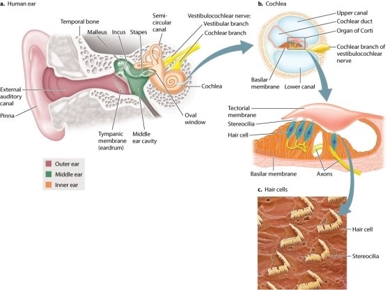 Refer to the figure if needed to complete the following: The transduction of sound waves to changes in membrane potential takes place:   A) within the tectorial membrane as it is stimulated by the hair cells. B) when stereocilia bend against the tectorial membrane, causing hair cell depolarization. C) in the basilar membrane as it vibrates at different locations. D) in the oval window, which vibrates at the same frequency as the original sound. E) as the vibrations received by the outer ear cause the eardrum to vibrate.