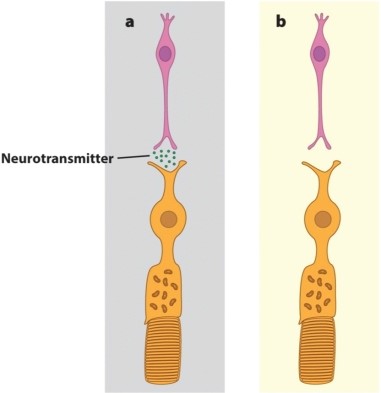In the figure below, panel a shows a photoreceptor and its postsynaptic cell in the dark, and panel b shows both cells in the light. What causes the change observed in this figure?   A) Hyperpolarization of the rod cell in the dark causes release of a neurotransmitter. B) Hyperpolarization of the rod cell in the light inhibits release of a neurotransmitter. C) Depolarization of the rod cell in the light inhibits release of neurotransmitter. D) This figure is incorrect; dark and light are reversed.