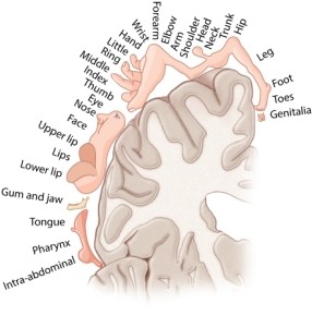 This map of the somatosensory cortex shows distorted body parts because it indicates the amount of sensory cortex devoted to pressure and touch sensations from a specific body part. What can we assume about the body parts that are shown on the figure?   A) There is a direct relationship between size of the body part and the area on the somatosensory cortex. B) There is an inverse relationship between size of the body part and the area on the somatosensory cortex. C) There is a direct relationship between the number of receptors on the body part and the area on the somatosensory cortex. D) There is an inverse relationship between the number of receptors on the body part and the area on the somatosensory cortex.
