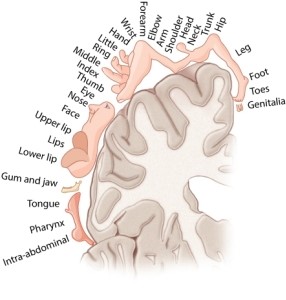 This map of the somatosensory cortex shows distorted body parts because:   A) that is the only way an illustrator can fit all the parts into the picture. B) it reflects the relative amount of sensory cortex devoted to pressure and touch sensations from a body part. C) it reflects the number of muscle fibers that are devoted to stimulating a particular body part. D) it reflects differences in different people depending on how that person perceives his or her body parts.