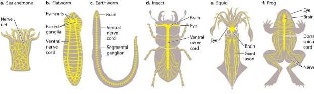 Squid (shown in Figure 35.3)  are predatory mollusks: They need to be able to detect both sedentary and highly mobile prey. Which of the following would you expect is NOT a property of this animal's nervous system?   A) cephalization B) nerve net C) sense organs D) bilateral symmetry