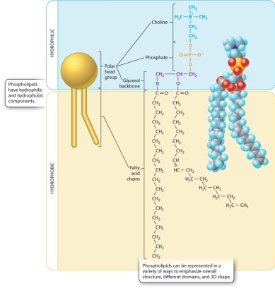 What character state distinguishes cnidarians from bilaterians in the phylogenetic tree in Figure 35.2?   A) presence or absence of ganglia B) presence or absence of sensory neurons C) presence or absence of interneurons D) presence or absence of motor neurons