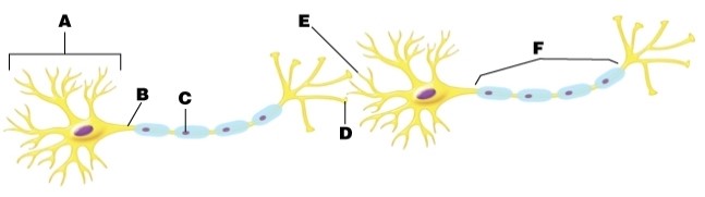 Where on the neuron are nerve impulses summed?   A) at letter A B) at letter B C) at letter C D) at letter D E) at letter E