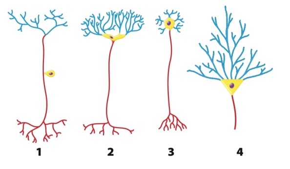 What is consistent about the structure of all four types of neurons shown in the figure?   A) Each type has a region, called the cell body, that contains the nucleus. B) Each type has a series of projections, called the dendrites, specialized for receiving information. C) Each type has a region, called the axon, specialized for transmitting information. D) All aspects of neuronal structure are completely consistent in the diagrams shown above. E) Each type has a region, called the cell body, that contains the nucleus; each type has a series of projections, called the dendrites, specialized for receiving information; each type has a region, called the axon, specialized for transmitting information, but not all aspects of neuronal structure are completely consistent in the diagrams shown above.