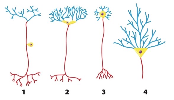Neuron _____ in the figure is a motor neuron; its function is _____.   A) 1; connecting different types of neurons B) 2; receiving incoming information or  sensing  C) 2; stimulating muscles or glands D) 3; stimulating muscles or glands E) 3; connecting different types of neurons