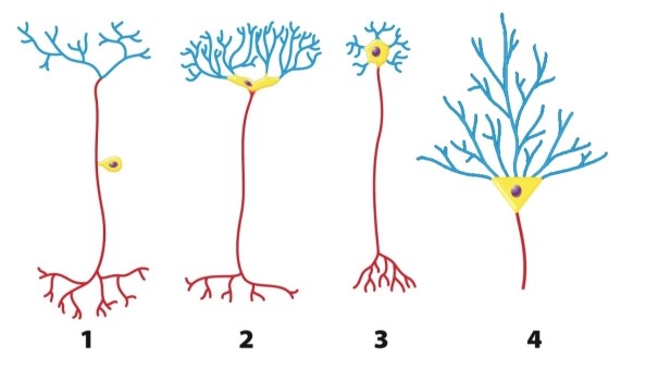 In the accompanying diagram, why does the pyramidal cell, neuron 4, illustrate the concept of information integration in the nervous system?   A) It has many dendrites and a single axon. B) It has a cell membrane. C) It is an excitable cell. D) It has a nucleus, in which transcription and translation occur. E) All of these are features of the pyramidal cell that illustrate the concept of information integration.