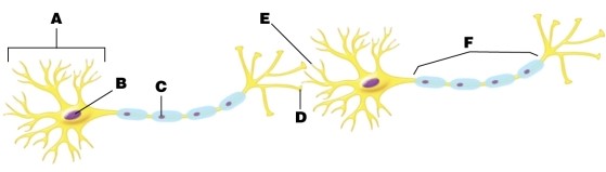 In the figure, arrow B is pointing at the _____ in the _____.   A) nucleus; glial cell B) nucleus; cell body C) vesicle; dendrite D) neurotransmitter; synaptic cleft E) synaptic cleft; neuron