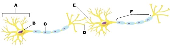 In the figure, which arrow points at the axon hillock?   A) arrow A B) arrow C C) arrow E D) arrow F E) None of the answer options is correct.