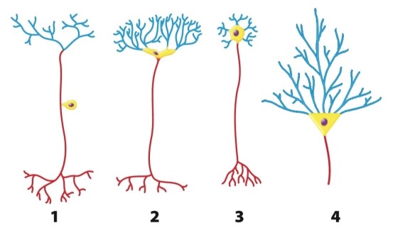What aspect(s)  of a neuron is/are consistent in the diagram?   A) the shape of the cell body B) the branching patterns of dendrites and axon terminals C) the presence of axons and dendrites D) the length of the axon E) the number of potential connections between that neuron and its neighbors