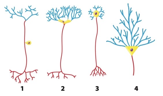 What is consistent about the structure of all four types of neurons shown in the figure?   A) Each type has a region, called the cell body, that contains the nucleus. B) Each type has a series of projections, called the dendrites, specialized for receiving information. C) Each type has a region, called the axon, specialized for transmitting information. D) All aspects of neuronal structure are completely consistent in the diagrams. E) Each type has a region, called the cell body, that contains the nucleus; each type has a series of projections, called the dendrites, specialized for receiving information; each type has a region, called the axon, specialized for transmitting information, but not all aspects of neuronal structure are completely consistent in the diagrams.