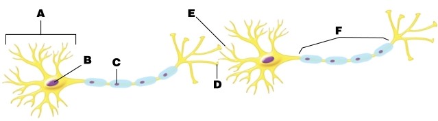 Atropine is a poison that blocks nerve action by binding to ACh receptors. Where would you expect to find atropine bound on the figure?   A) at letter C B) at letter D C) at letter E D) at letter F E) at letter C, letter D, letter E, and letter F