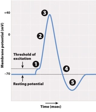 Imagine you genetically engineered a neuron to produce voltage-gated Na<sup>+</sup> and K<sup>+</sup> channels that opened at the same time in response to a change in voltage. How would that change the recording shown in the figure?   A) The peak voltage would be higher. B) The peak would occur over a longer period of time. C) The period of hyperpolarization would be longer. D) No action potential would be generated. E) Threshold values would increase.